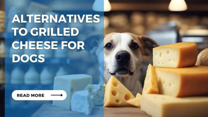 Alternatives to Grilled Cheese for Dogs