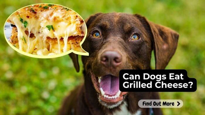 Can Dogs Eat Grilled Cheese