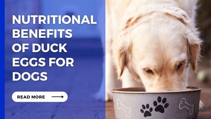 Nutritional Benefits of Duck Eggs for Dogs