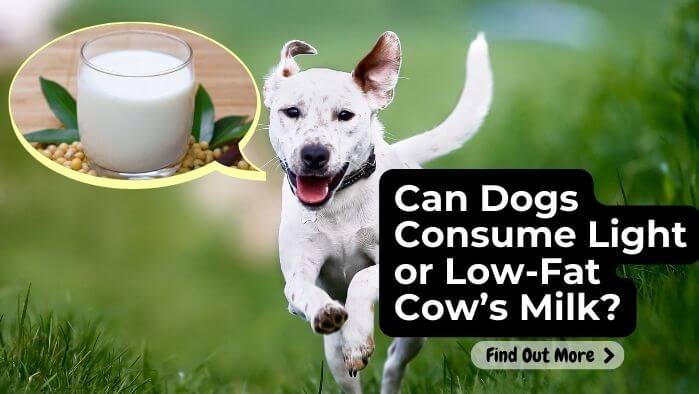 Can Dogs Consume Light or Low-Fat Cow’s Milk