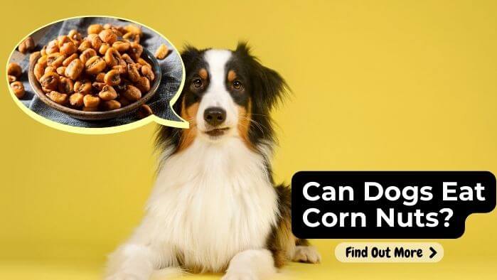 Can Dogs Eat Corn Nuts