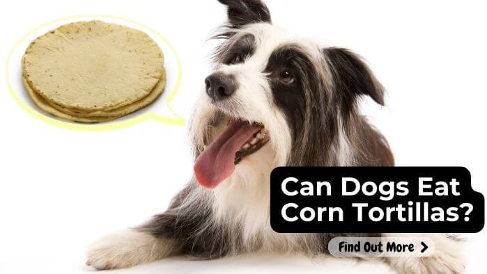 Can Dogs Eat Corn Tortillas