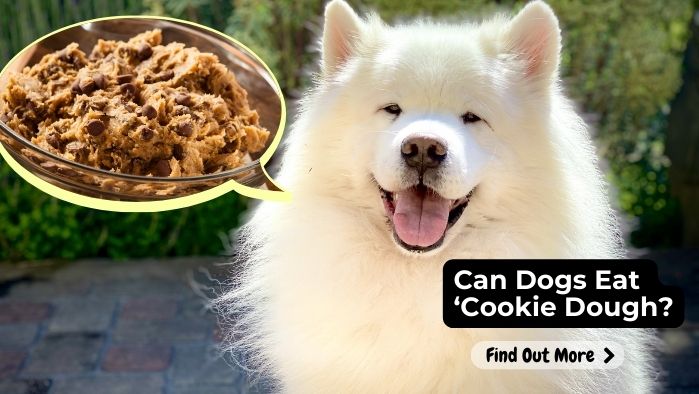 can dogs eat Cookie Dough